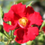 Rood - Bodembedekkende rozen - Alpenglühen®